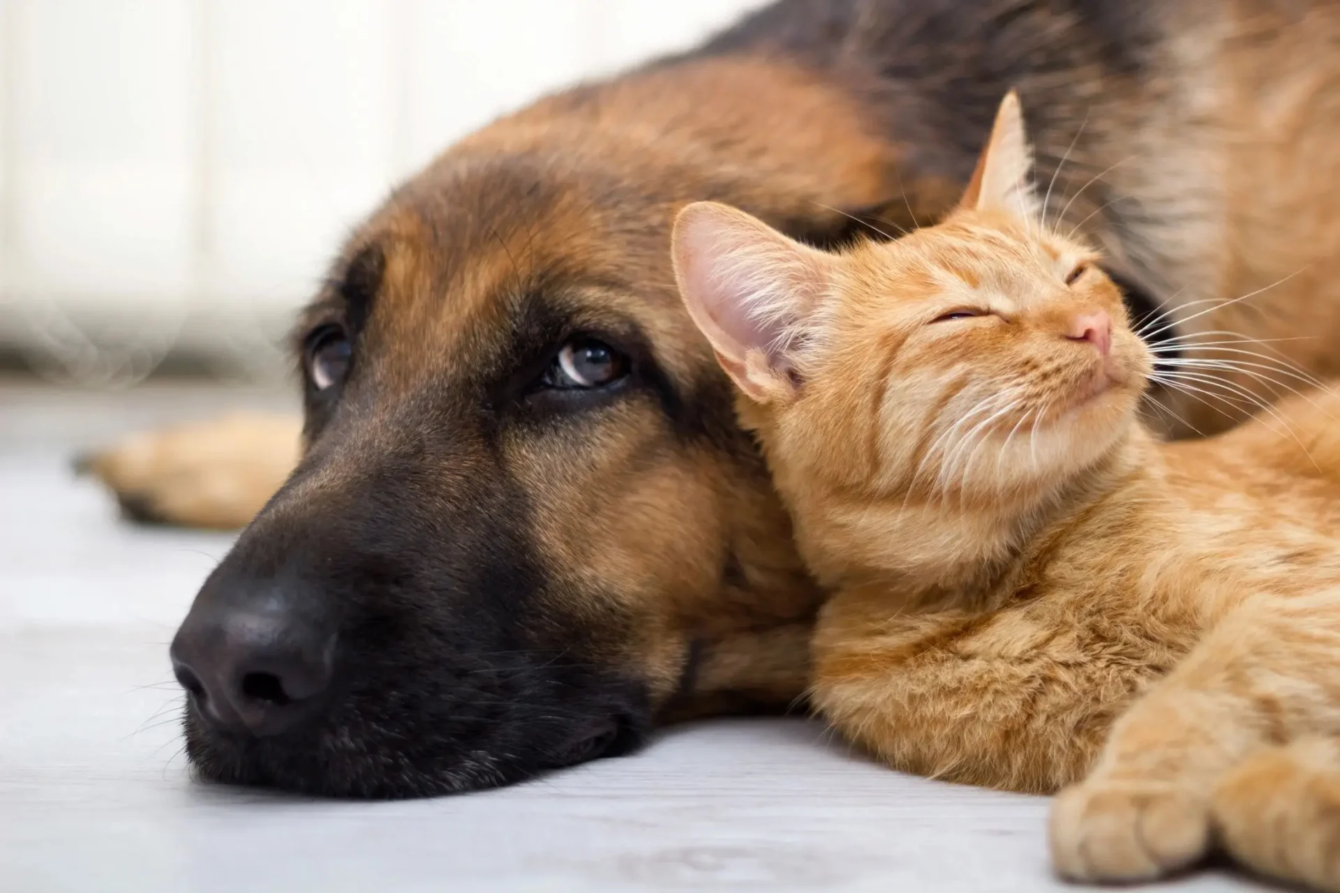 A picture of a cat sleeping beside a dog
