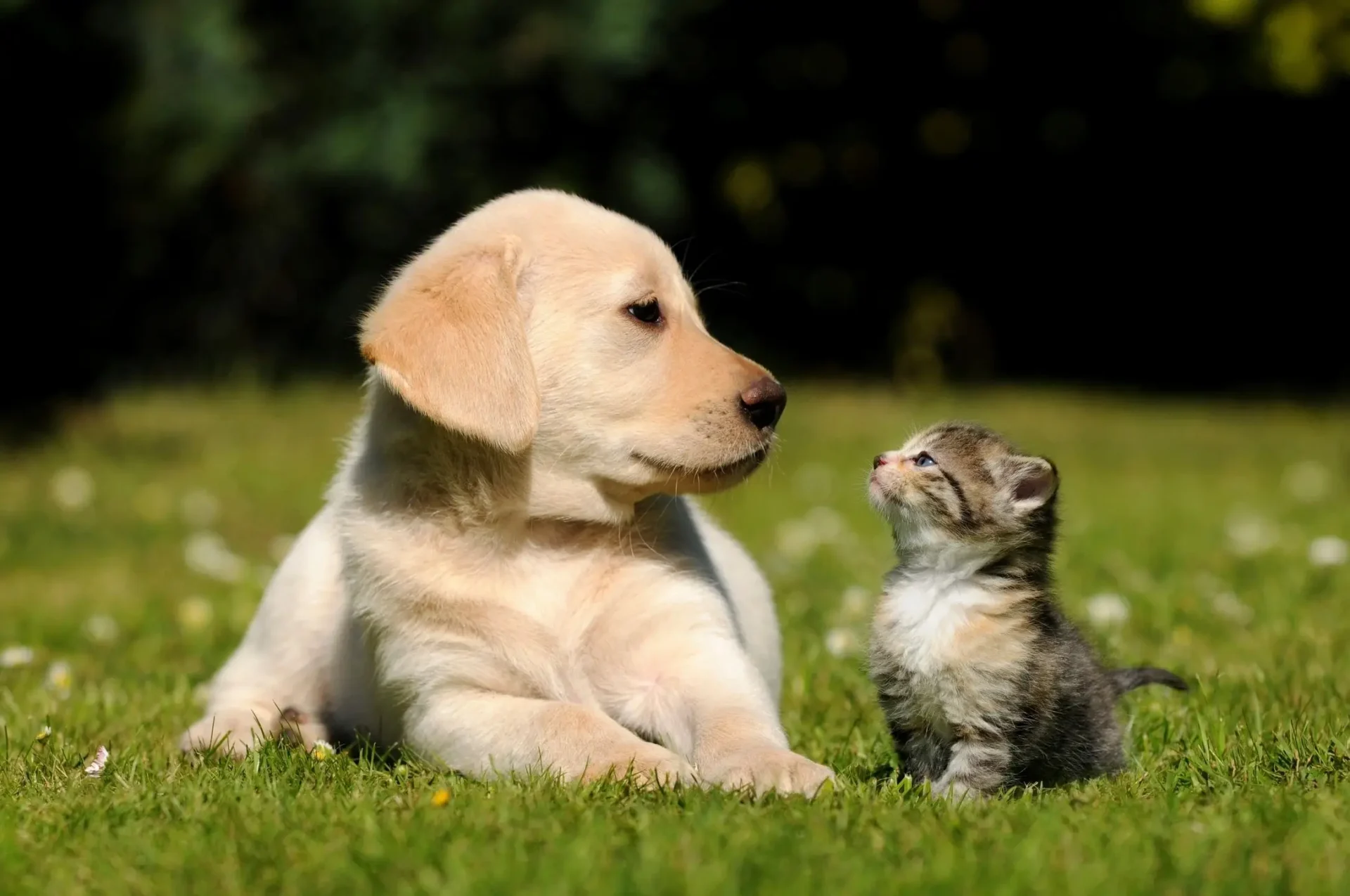 A picture of a puppy looking at a kitten