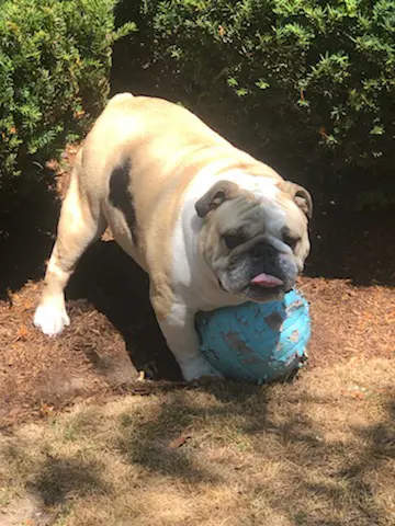 Young bulldog playing with ball