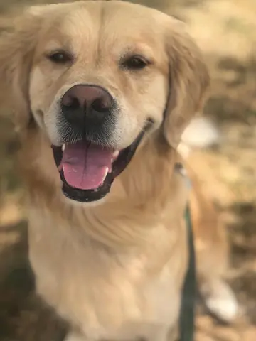 A purebred golden retriever dog