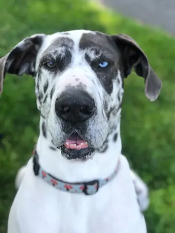 Close-up of german breed puppy