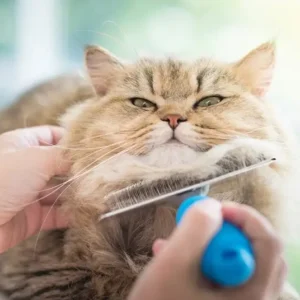 A person brushing a fluffy cat