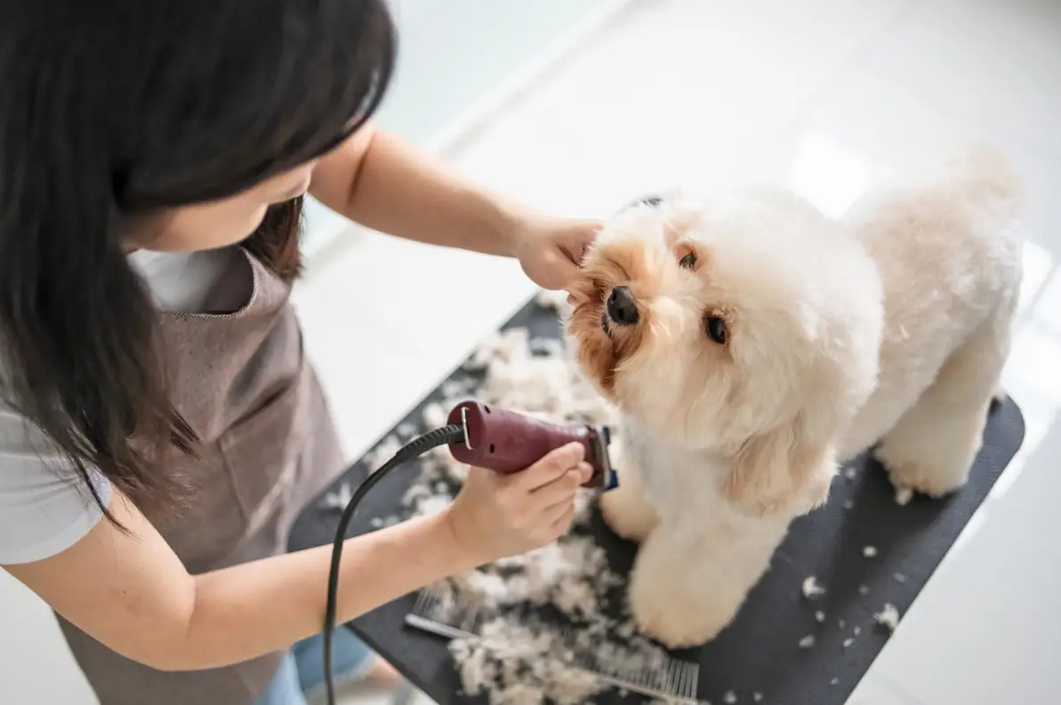 A picture of a woman grooming a dog